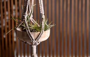 گیاهی که بدون خاک زنده است ؛ بهترین گیاهان هوازی برای آپارتمان و نحوه نگهداری از آن ها