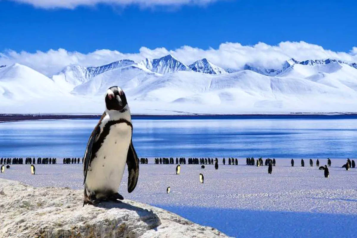 راهنمای سفر؛ سفر به قطب جنوب چقدر تمام می‌شود؟ 