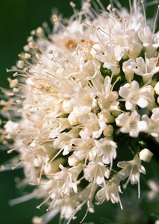 راهنمای نگهداری از گیاهان؛ سنبل‌الطیب، گیاهی برای دور کردن چشم زخم