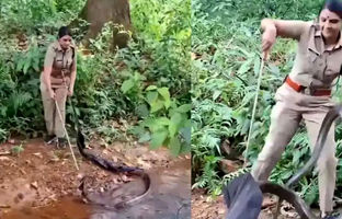 زن شجاع جنگلبان یک شاه‌کبرای ۵ متری را به‌تنهایی مهار کرد + ویدئو