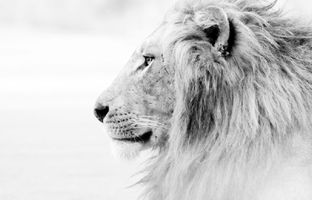 5روش برای شجاع‌تر شدن 