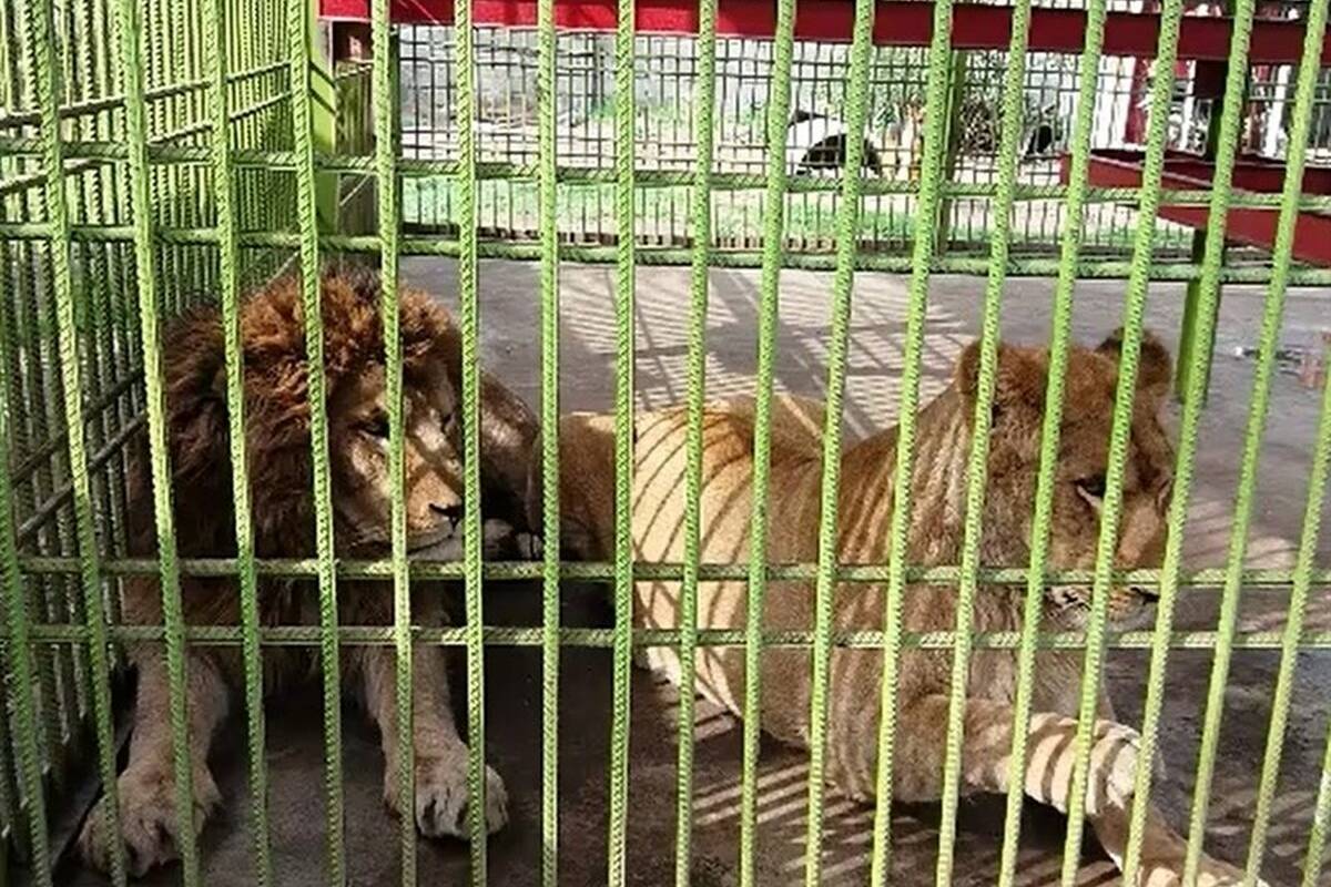 آیا قانونی برای برخورد با باغوحشهای متخلف وجود دارد؟