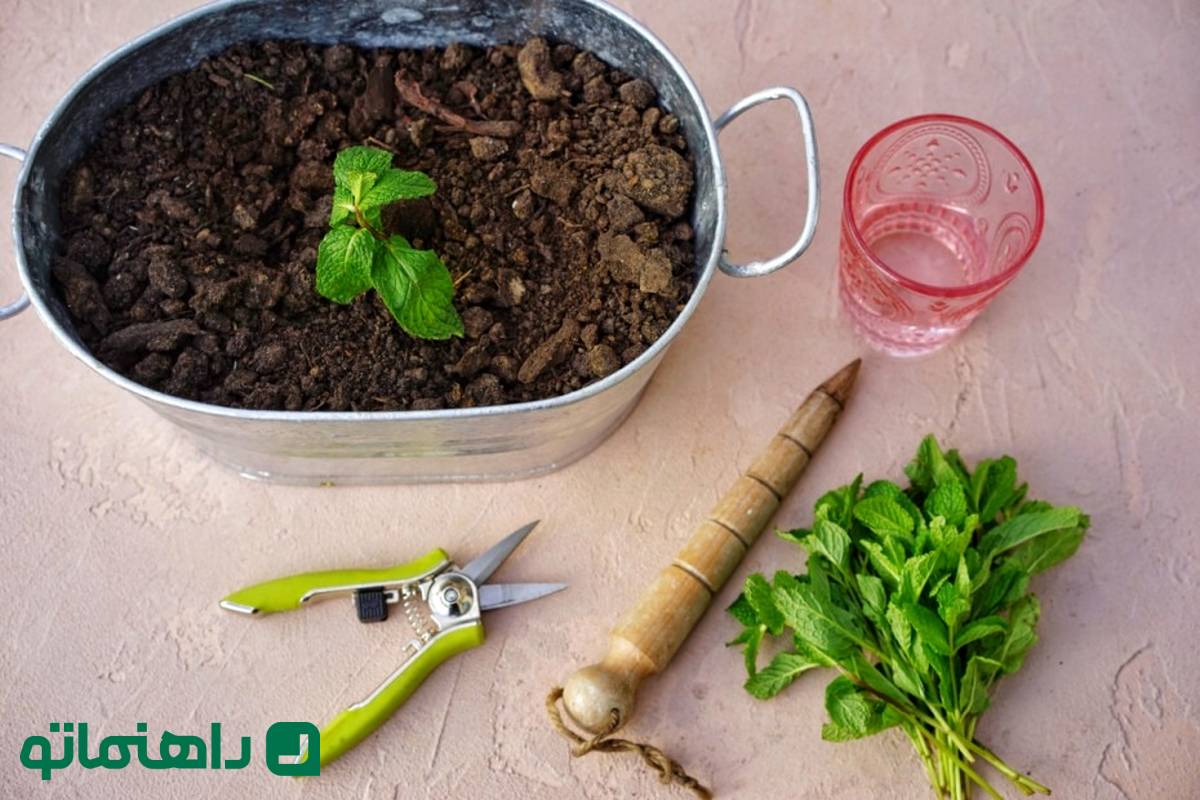 نحوه پرورش و تکثیر نعنا به روشی آسان در خانه ؛ عطر دل انگیز کوهستان در آشپزخانه