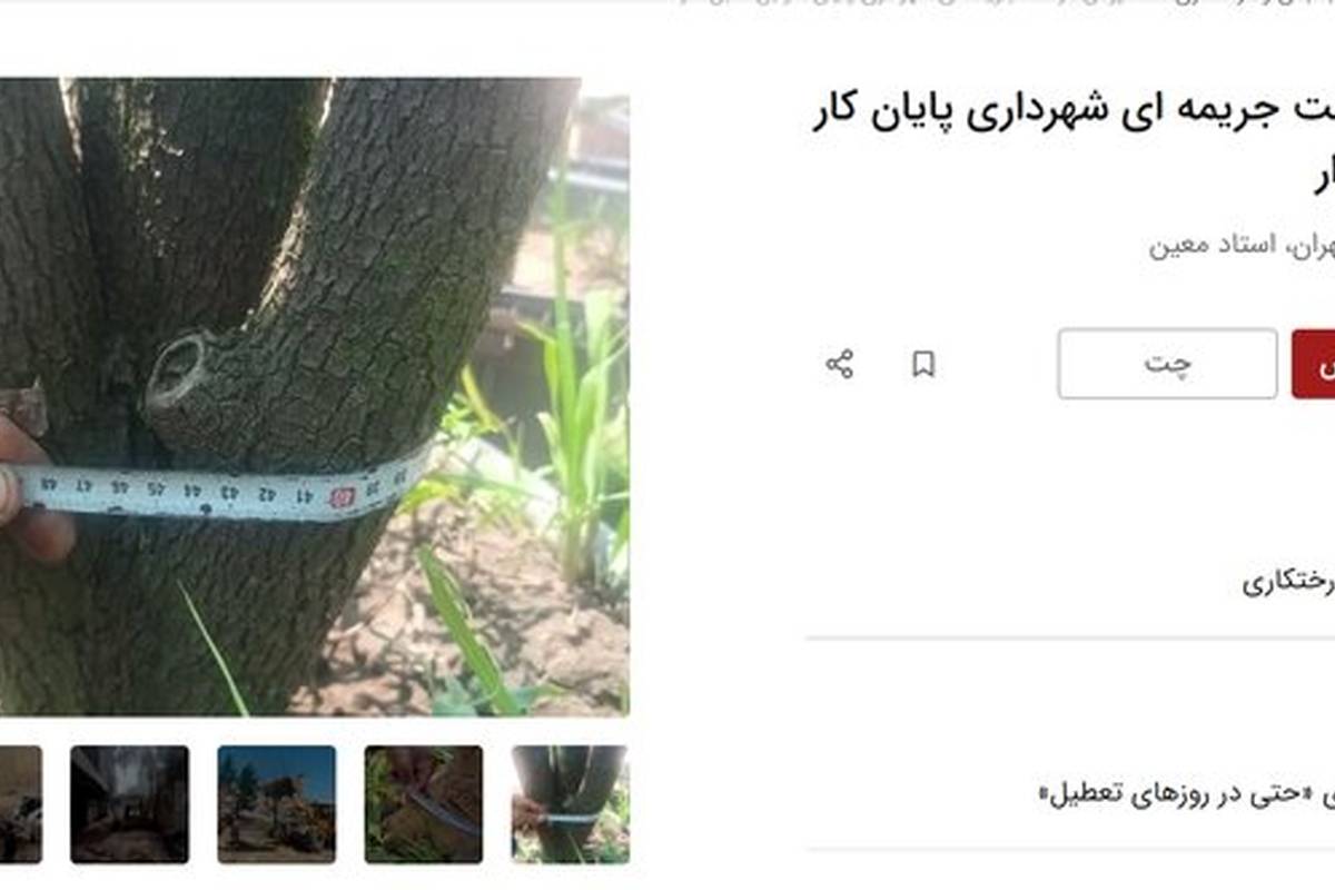 آگهیهای جدید دیوار؛ اجاره درخت!/ چنار ٧٠ ساله: ٢۵ میلیون