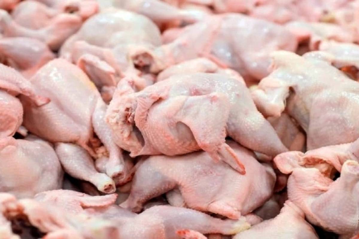 قیمت گوشت مرغ، امروز ۸ دی ۱۴۰۳