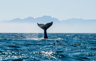 تحقیق جدید: رنگ اقیانوس‌های زمین در آینده ممکن است بنفش شود