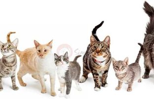 فیلمی باورنکردنی از تکامل گربه‌ها طی ۴ میلیارد سال + ویدئو