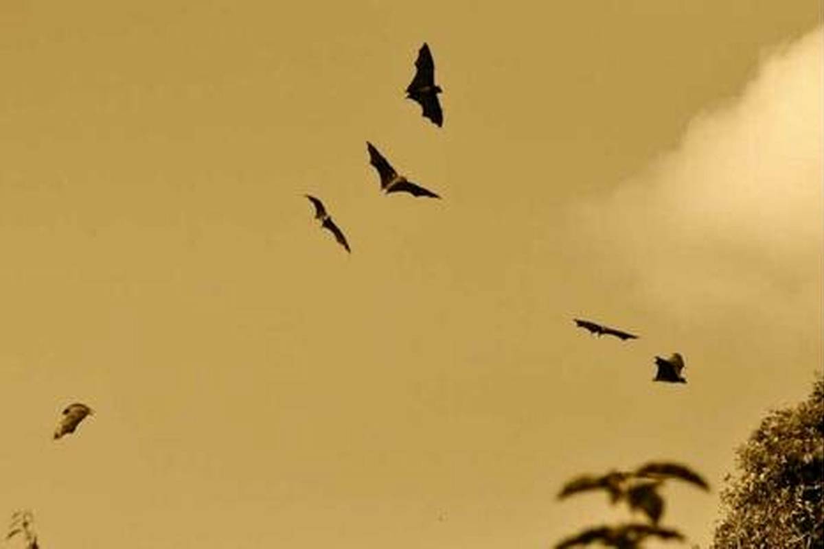 آنچه باید درباره خفاشها و هاری بدانید