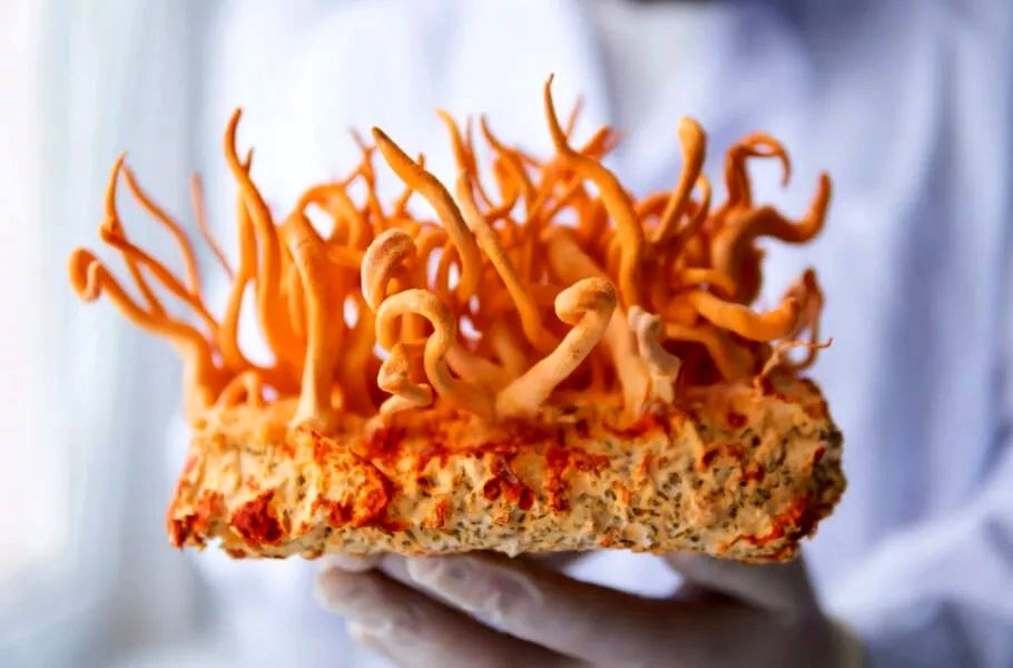 کشف درمان سرطان از یک قارچ عجیب هیمالیایی
