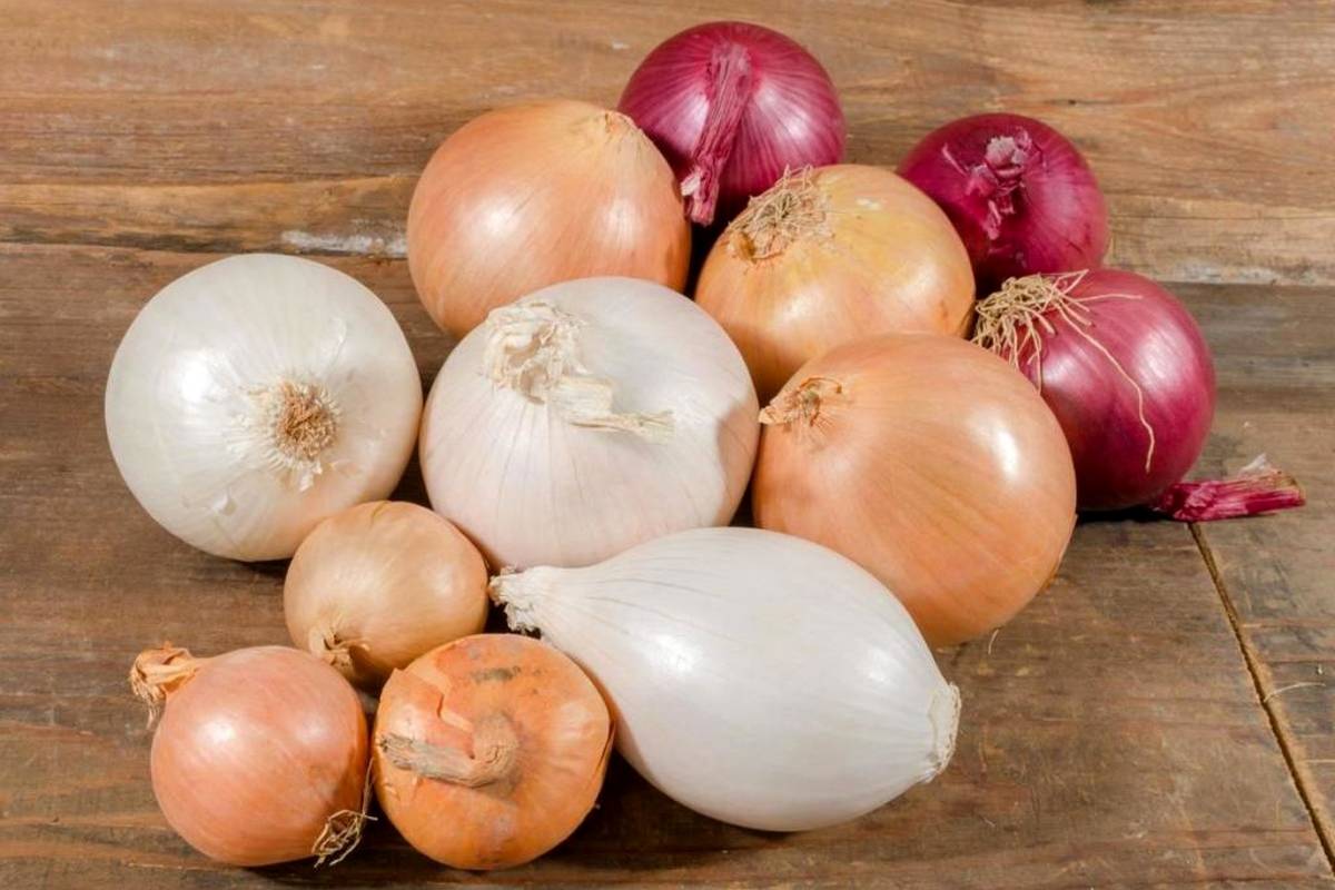 پیاز سفید، قرمز یا زرد؛ کدام بهتر است؟ رازهایی که درباره پیاز سفید، قرمز و زرد نمی‌دانید!