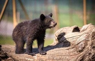 سرنوشت توله خرس گمشده پارک پردیسان تهران چه شد؟
