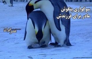 سوگواری پنگوئن مادر برای فرزندش / یک تراژدی عمیق  + ویدئو