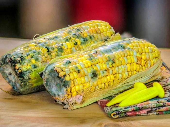 غذای کپک زده خطرناک است؟