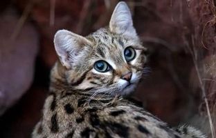 لحظه شکار خرگوش توسط یک گربه + ویدئو