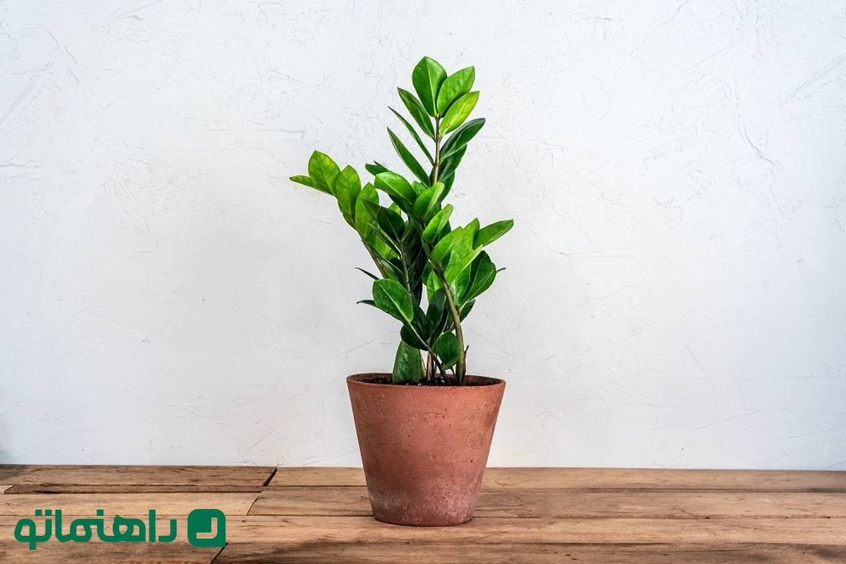8 گیاه آپارتمانی مقاوم و زیبا برای روزهای خوش اردیبهشت
