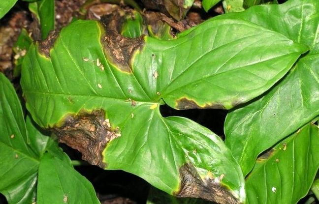 چرا برگ‌های گیاهان آپارتمانی سیاه می‌شوند؟ دلایل و راه‌حل‌ها