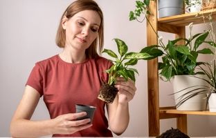 ترفندهای آبیاری گیاه دیفن‌باخیا در سفرهای نوروزی