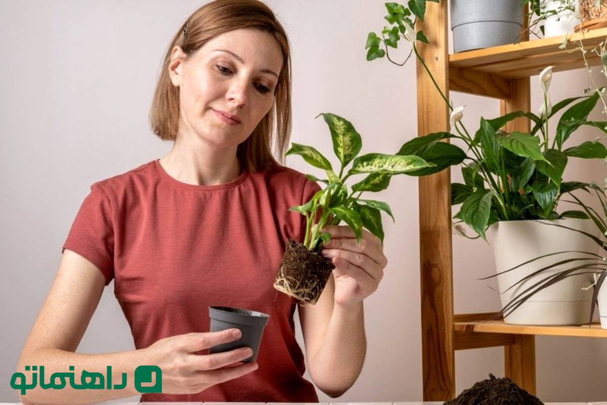 ترفندهای آبیاری گیاه دیفنباخیا در سفرهای نوروزی