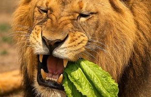 واکنش جالب شیر پس از خوردن کاهو؛ اگر سطان جنگل گیاه‌خوار بود چه می‌شد؟ + ویدئو