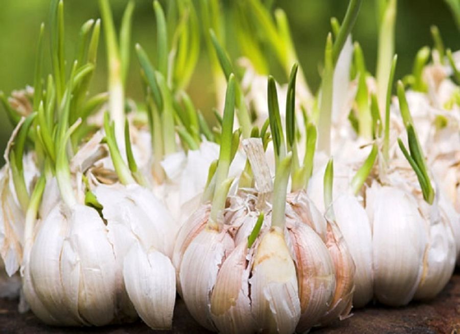 ترفندهای جلوگیری از جوانه زدن پیاز و سیر