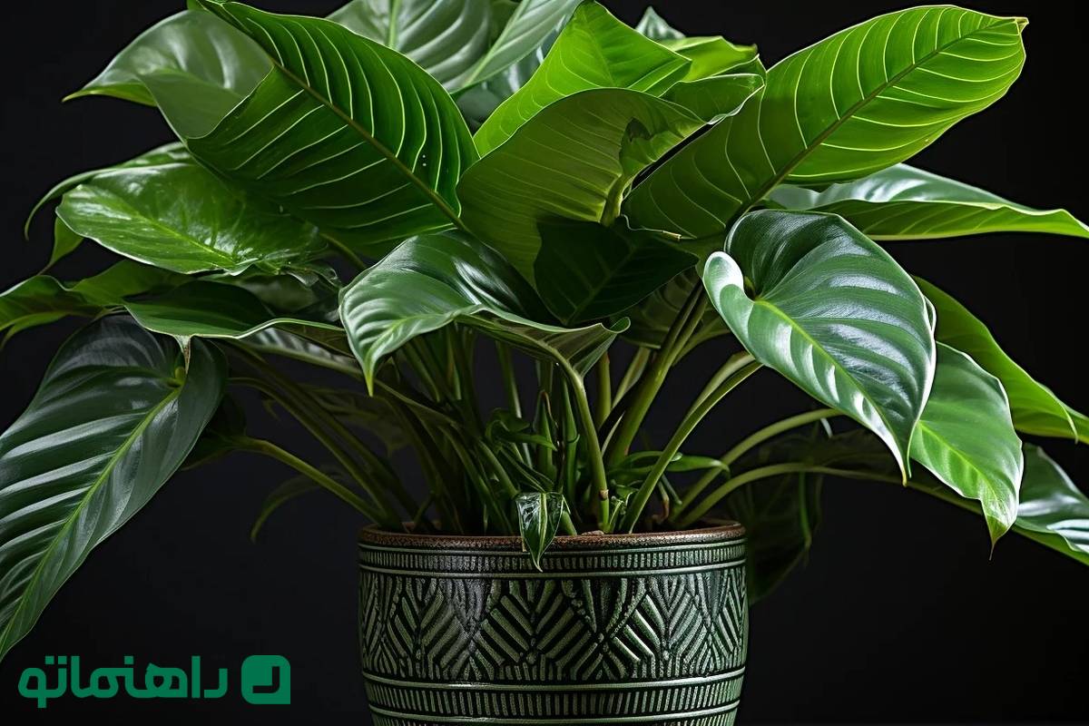نحوه نگهداری گیاه بابا آدم ؛ گیاه آپارتمانی شبیه گوش فیل