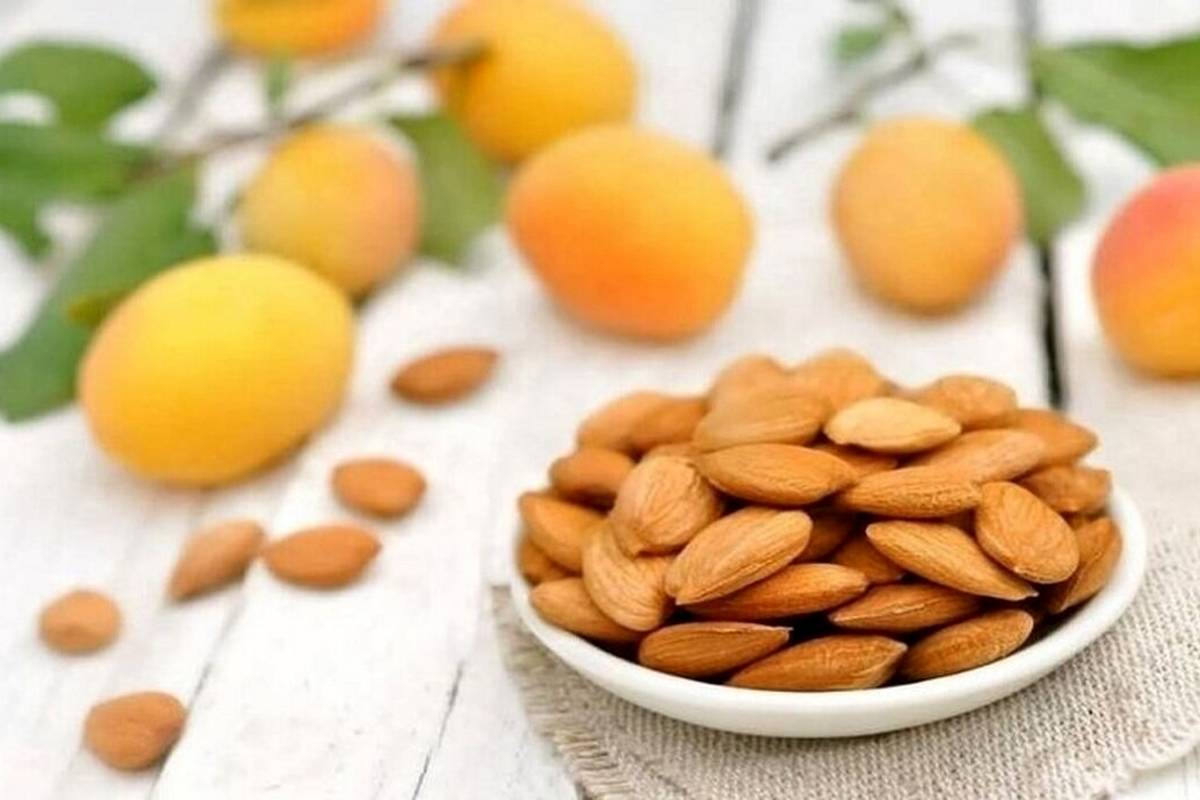 خوردن هسته این میوه خوشمزه تابستانی ممنوع!